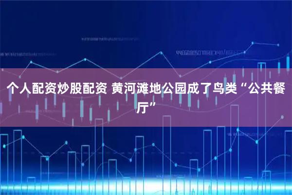 个人配资炒股配资 黄河滩地公园成了鸟类“公共餐厅”